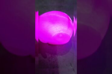 Cute Rabbit!! star toys 420m!! plastic light rabbit
