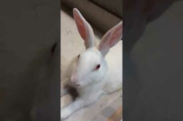 Cute animals video #shorts #animals #youtubeshorts #viral #viralvideo #fyp