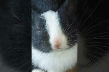 Cute rabbit