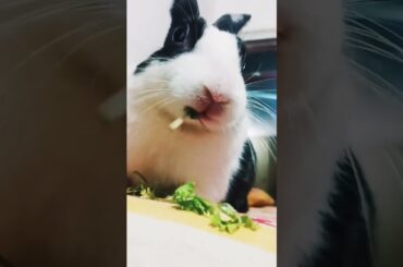 cute rabbit shorts