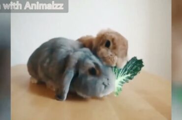 Funny Bunny videos | cute Rabbits vidoes| a Funny & Cute Bunny videos, #Funny animals videos 2022.