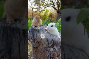 #cute #bunny #funny