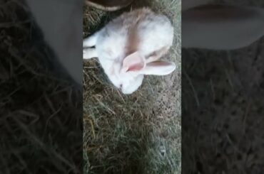 This baby Bunny is Too Cute