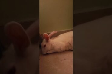 Cute animals video #shorts #animals #youtubeshorts #viral #viralvideo #fyp