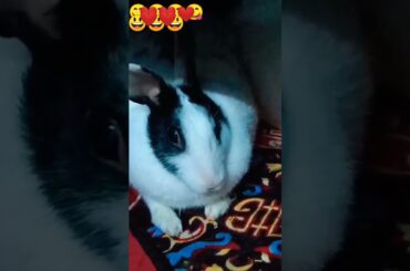 Funny cutebaby Bunny shorts#changumangu#ytshorts#subscribe#like#share#monika1234