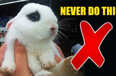 8 Things You Should NEVER do To Your Rabbit