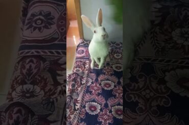 Cute animals video #shorts #animals #youtubeshorts #viral #viralvideo #fyp