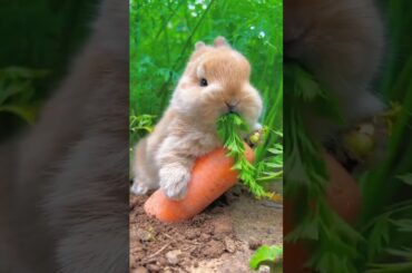 Rabbit food eating | cute rabbit #shorts #shortvideo #viral