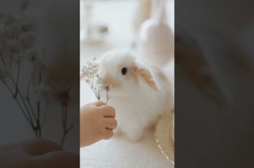 cute rabbit