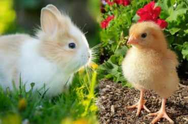 Cute Baby Animals / baby rabbits / baby chickens / bunnies