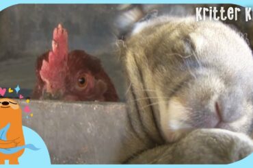 A Hen Raises Baby Bunnies, Thinking That She Bore Them l Kritter Klub