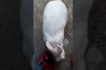 my cute rabbit #shorts