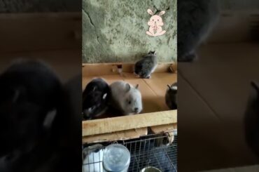 cute rabbit||baby rabbit #shorrtvideo