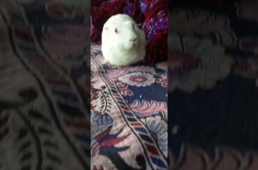 Cute animals video #shorts #animals #youtubeshorts #viral #viralvideo #fyp