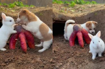 Naughty Dog and Cute Rabbit Adorable Pet Dog Rabbit Golden Sun Original
