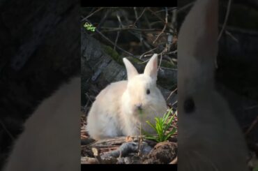 Cute Rabbit Scratching Head #shorts #shortsvideo #youtubeshorts