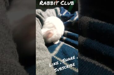 Cutie pie Baby Rabbit #cute #babybunny #otiliabilionera #enjoy #fun #otilia #rabbitclub #buddy