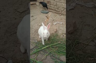 cute rabbit Eating food #female bunne#cutet moment of mini pets zoo