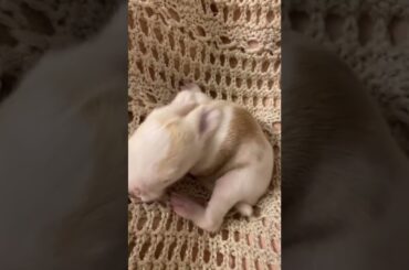 New Born Rabbit Baby #short #shorts #rabbit #bunny #animal #animals #viral #viralvideo #cute #baby