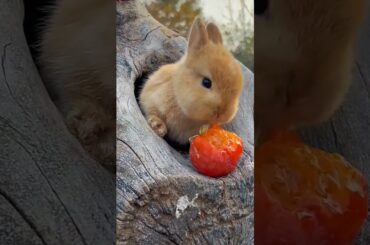 Wao cute baby Rabbit#short video.