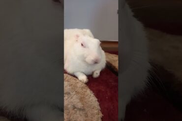 Cute animals video #shorts #animals #youtubeshorts #viral #viralvideo #fyp