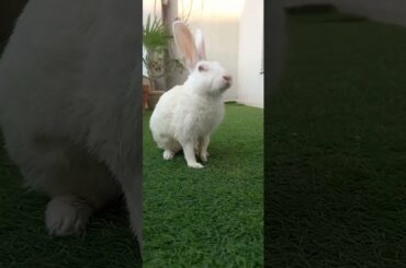 Cute animals video #shorts #animals #youtubeshorts #viral #viralvideo #fyp