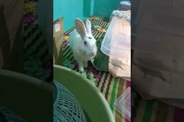 when rabbit meet turtle #cute #baby #baby #bunny #rabbit #viral #viralshorts