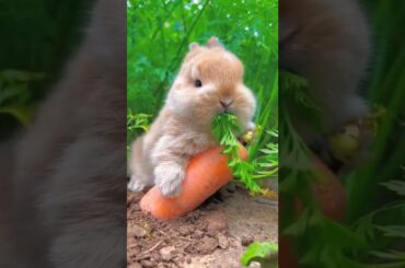 Cute bunny rabbit eating a carrot #shorts #cuteanimals
