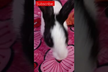 Cute rabbit my pet #chunchun #cute #funny #adorable #dog #dog #rabbit #bunny #bigear