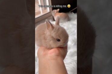 i dont want dog anymore! I NEED A BUNNY. cute bunny