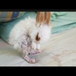 Cute Baby Rabbit Cleans Up After Bathing16| Baby Rabbit Clean Themselves| Cute Rabbit Take a Shower