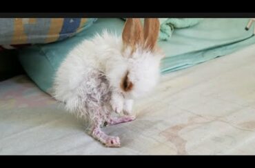 Cute Baby Rabbit Cleans Up After Bathing16| Baby Rabbit Clean Themselves| Cute Rabbit Take a Shower
