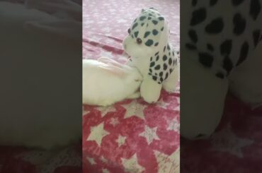 Cute baby bunny playing with toy#shorts