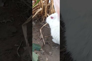 Cute animals video #shorts #animals #youtubeshorts #viral #viralvideo #fyp