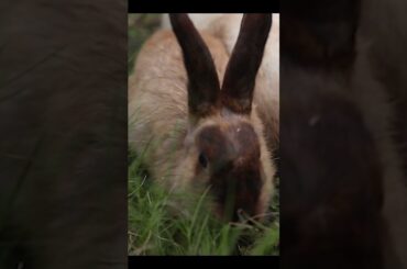Cute rabbit eating nature grass #shorts #shortsfeed #animals #pets #cute_rabbit