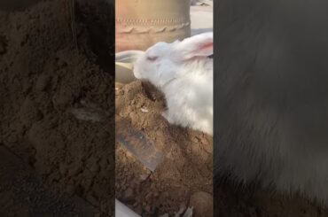 Cute animals video #shorts #animals #youtubeshorts #viral #viralvideo #fyp