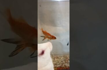 Cute animals video #shorts #animals #youtubeshorts #viral #viralvideo #fyp