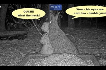 Cute Bunny Disfigures a Snowman