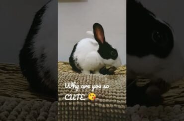cute rabbit