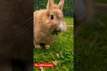 CUTE RABBIT #SHORT #YOUTUBE SHORT