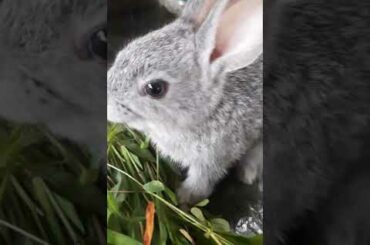 cute rabbit