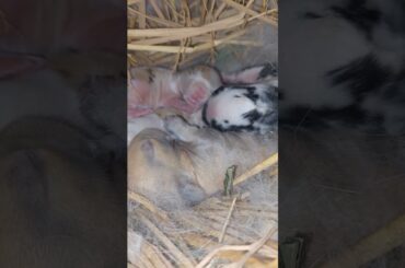 Cute baby bunny #shorts #youtubeshorts #cutebunny #cute