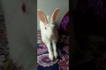 Cute animals video #shorts #animals #youtubeshorts #viral #viralvideo #fyp