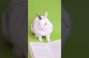 cute animals... cute animals..cute rabbit...
