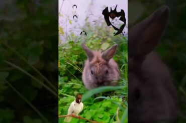 Cute rabbit #shorts #youtubeshorts #viral