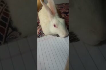 Cute animals video #shorts #animals #youtubeshorts #viral #viralvideo #fyp