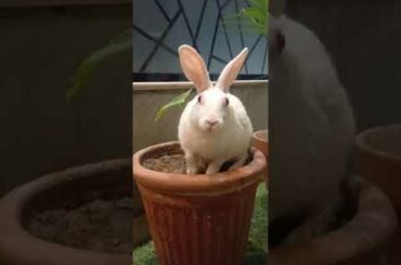 Cute animals video #shorts #animals #youtubeshorts #viral #viralvideo #fyp