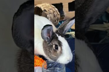 Cute bunny album edit #shorts / cute rabbit pets