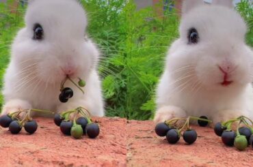 Do you know what fruit the little rabbit eats?  Cute Rabbit Golden Sun Original