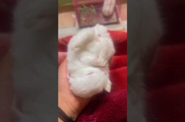 Hunny bunny cute rabbit baby